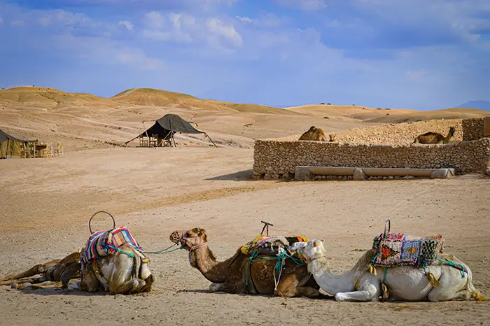 Camel ride in Agafay desert